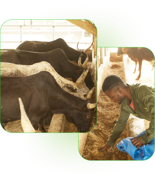 Feedlot as a service