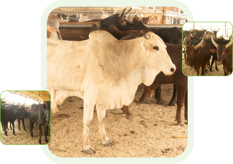 Cattles grazing in pens