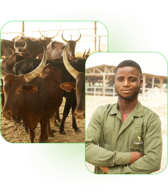 Cattle production